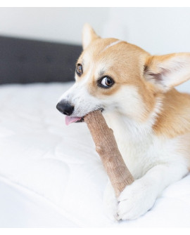 Petstages Dogwood Petite Patyk Ps216