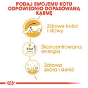 Royal Canin Maine Coon Karma Mokra W Sosie Dla Kotów Dorosłych Rasy Maine Coon Saszetka 85G
