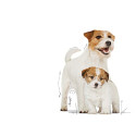 Royal Canin Starter Mother&Babydog Karma Mokra - Mus, Dla Suk W Czasie Ciąży, Laktacji Oraz Szczeniąt Puszka 195G