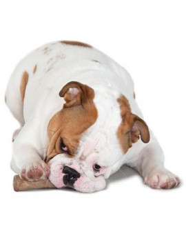 Petstages Dogwood Large Patyk Ps219