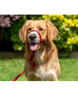 Halti Kantarek - Obroża Uzdowa Rozmiar 2 Czerwona