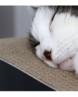 Mykotty Drapak Lui Czarny