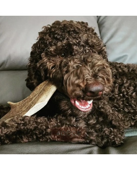 4Dogs Gryzak Z Poroża Daniela M