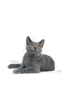 Royal Canin Dental Care Karma Sucha Dla Kotów Dorosłych, Redukująca Odkładanie Kamienia Nazębnego 400G