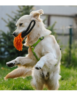 Dingo Zabawka Dla Psa - Szarpak Mop Z Rączką Bungee Niebieski
