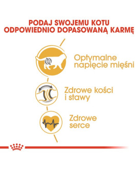Royal Canin British Shorthair Adult Karma Sucha Dla Kotów Dorosłych Rasy Brytyjski Krótkowłosy 2Kg