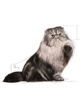 Royal Canin Persian Adult Karma Mokra W Pasztecie Dla Kotów Dorosłych Rasy Perskiej Saszetka 85G