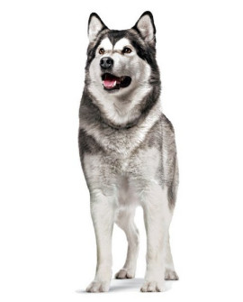 Royal Canin Joint & Ageing Chews Adult Supplements 240G