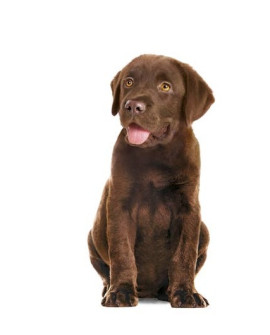 Royal Canin Immunity & Digestion Chews Puppy Supplements 100G