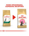 Royal Canin Maine Coon Kitten Karma Sucha Dla Kociąt, Do 15 Miesiąca, Rasy Maine Coon 2Kg