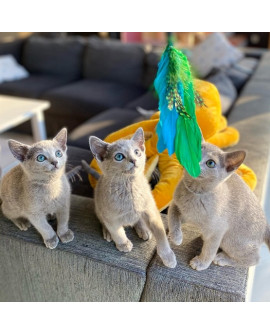 Dingo Zabawka Dla Kota - Wędka Charming Z Trzema Wymiennymi Zabawkami