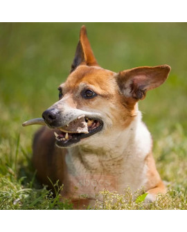 4Dogs Gryzak Z Poroża Xl Hard