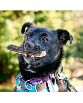 4Dogs Gryzak Z Poroża L Easy