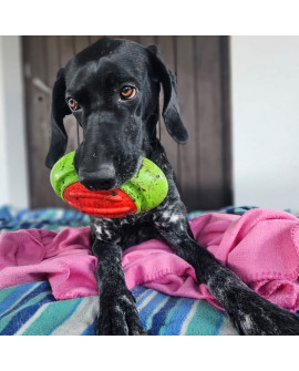 Dingo Zabawka Dla Psa - Guma Tpr - Rugby Dent 17Cm