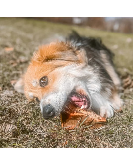 4Dogs Gryzak Z Korzenia Drzewa Wrzosowego L