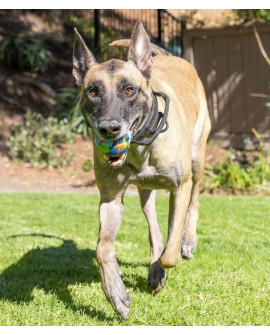 Chuckit! Eco Fetch Ball Large [37165]