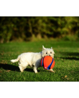 Chuckit! Kick Fetch Large [251201]