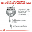 Royal Canin Oral Care karma sucha dla kotów dorosłych, redukująca odkładanie kamienia nazębnego 400g